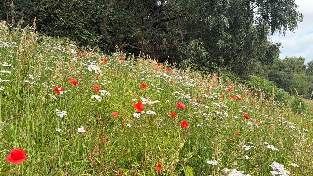 Photo of Others in Cotebrook