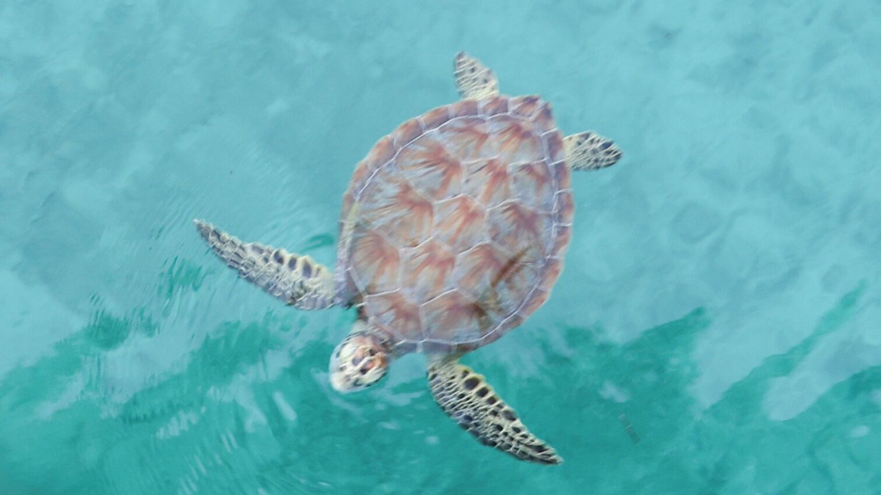 Photo of Others in Great Guana Cay