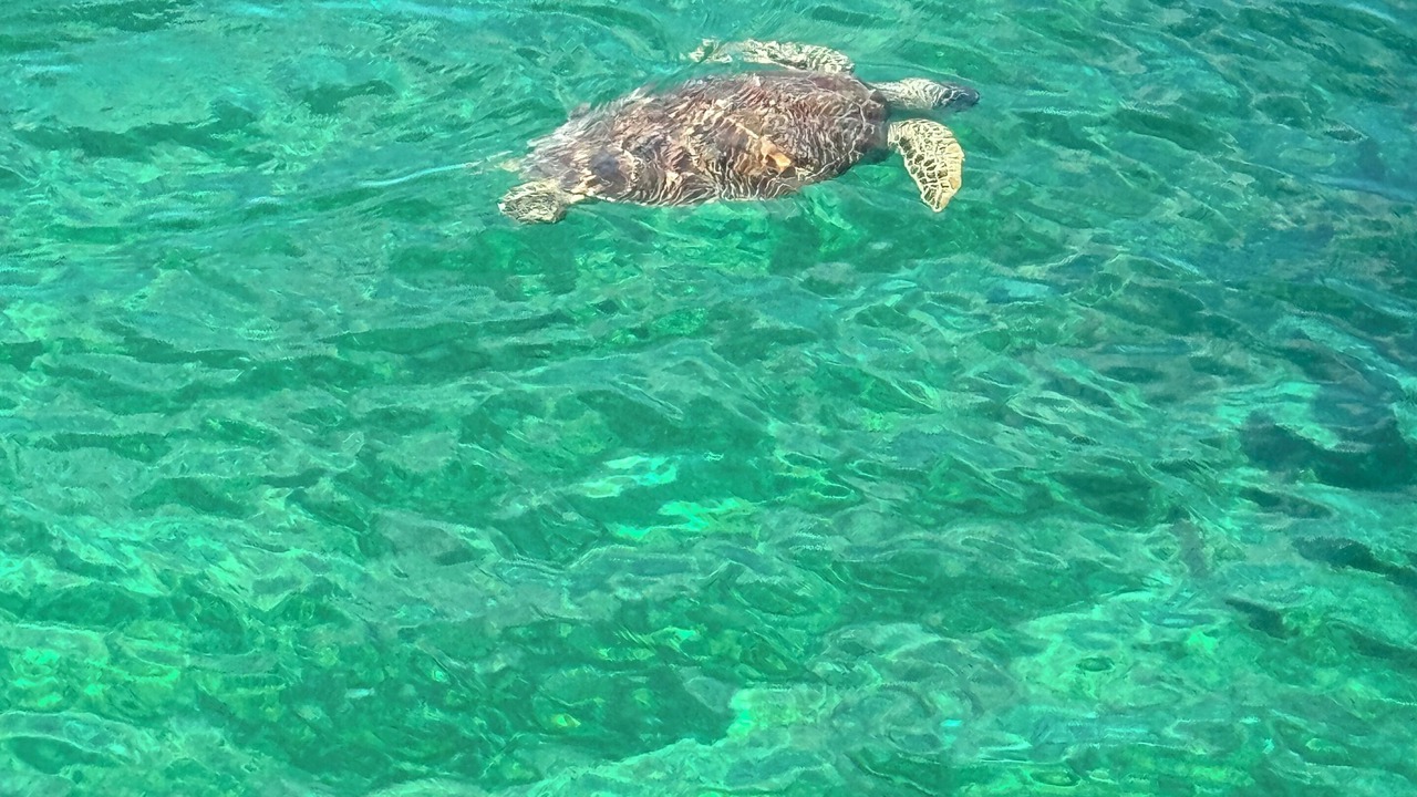Photo of Others in Great Guana Cay