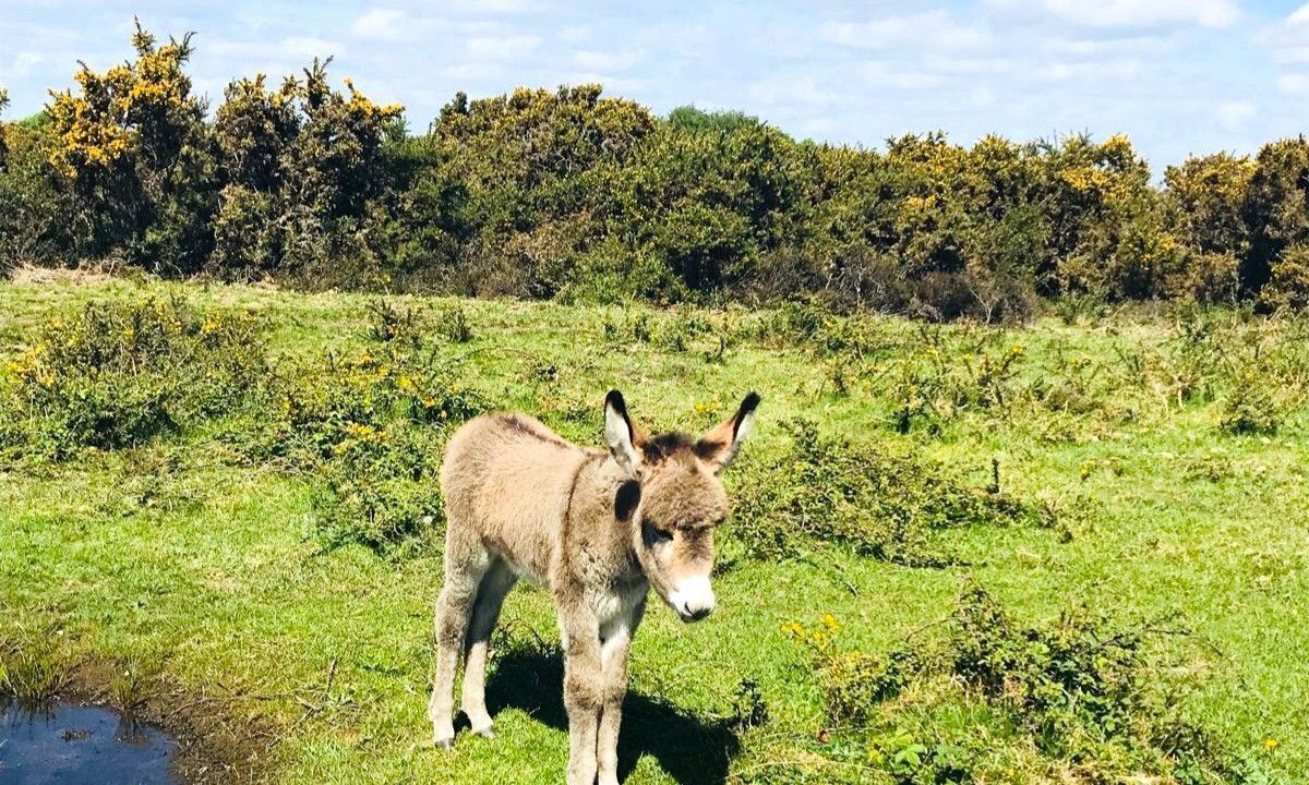 Photo of Others in New Forest District