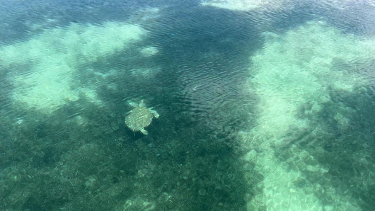 Photo of Others in Bahamia West