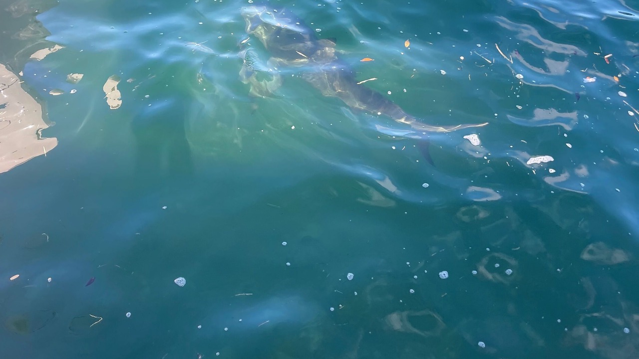 Photo of Outdoor in North Bimini