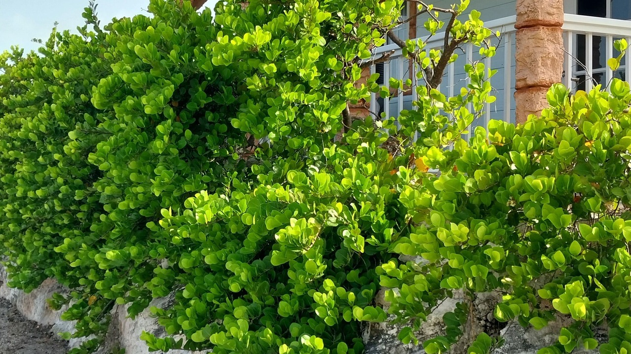 Photo of Outdoor in Staniel Cay