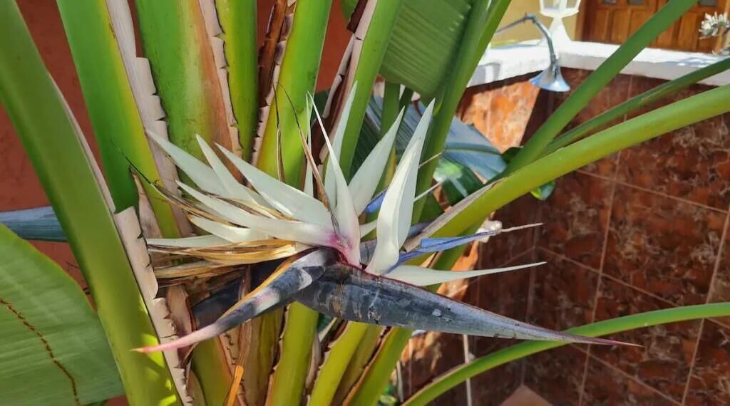 Photo of Outdoor in Paradise Island