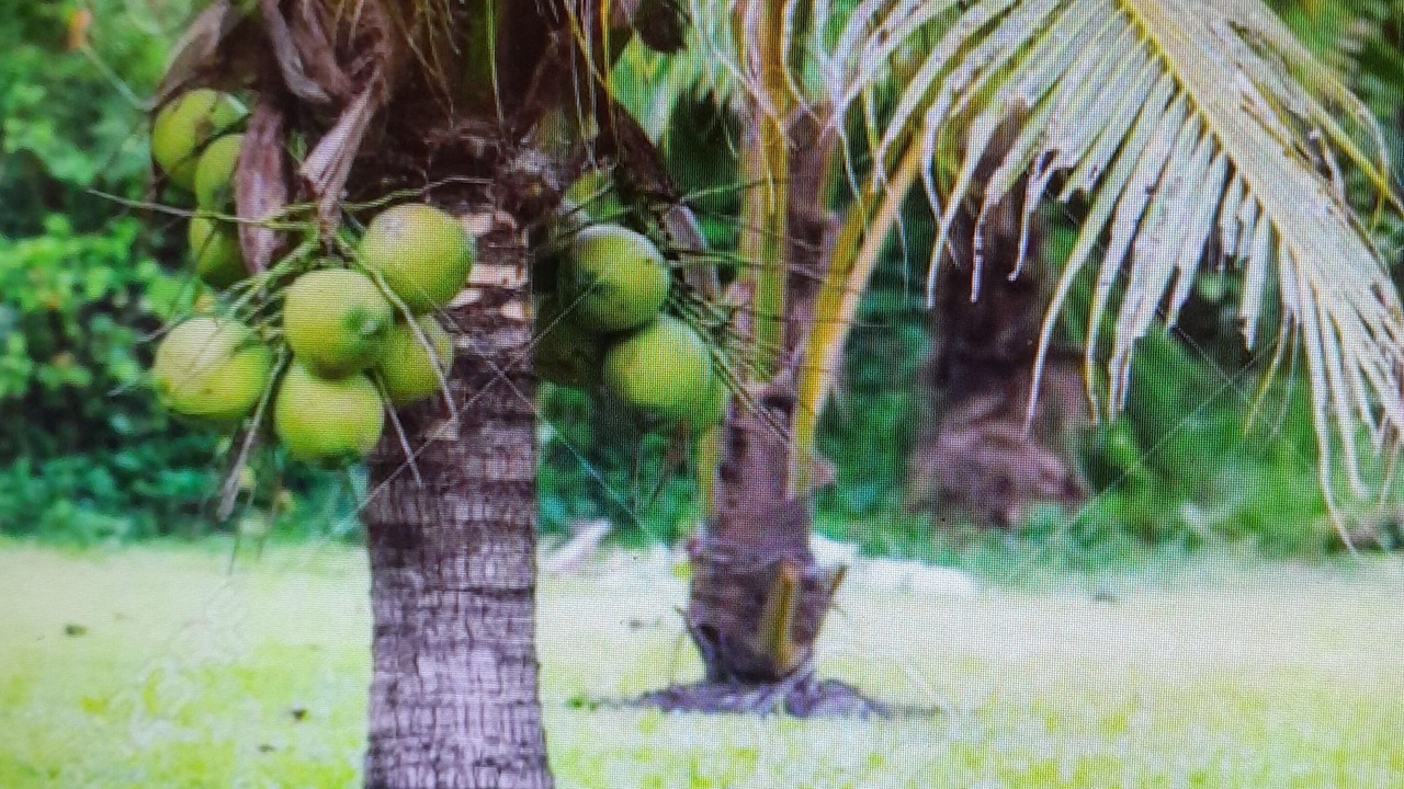 Photo of Outdoor in Andros Town
