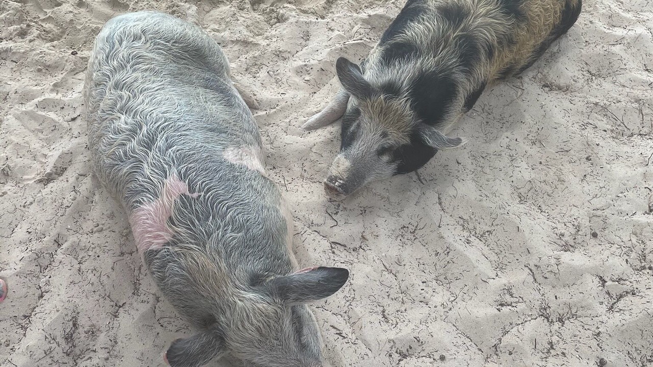 Photo of Others in Treasure Cay
