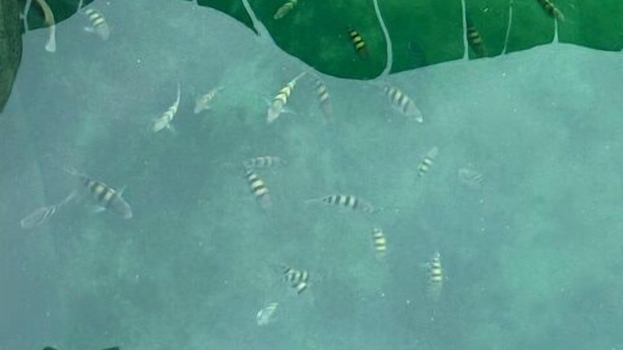 Photo of Others in Bahamia West