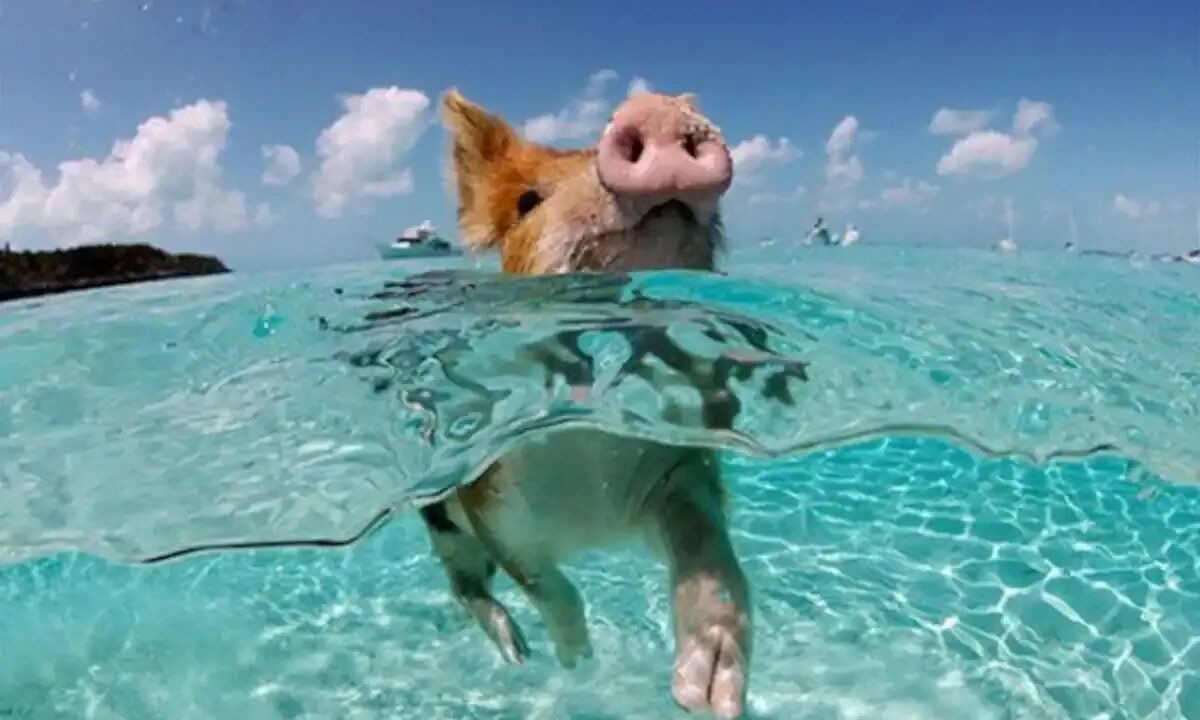 Photo of Others in Nassau
