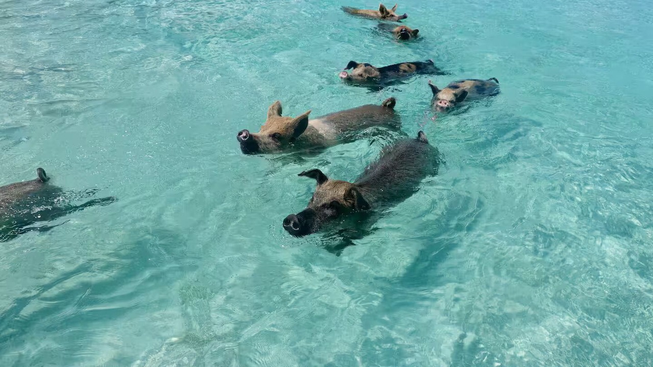 Photo of Others in William's Town