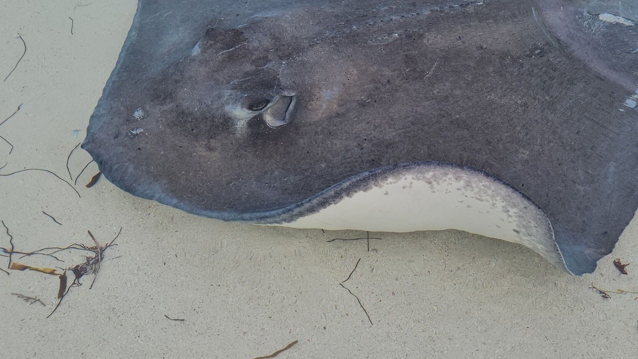 Photo of Others in Green Turtle Cay
