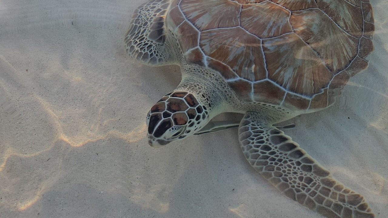 Photo of Others in Green Turtle Cay