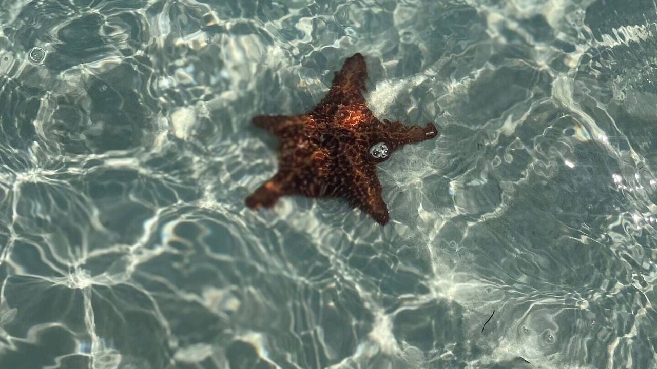 Photo of Others in Tar Bay