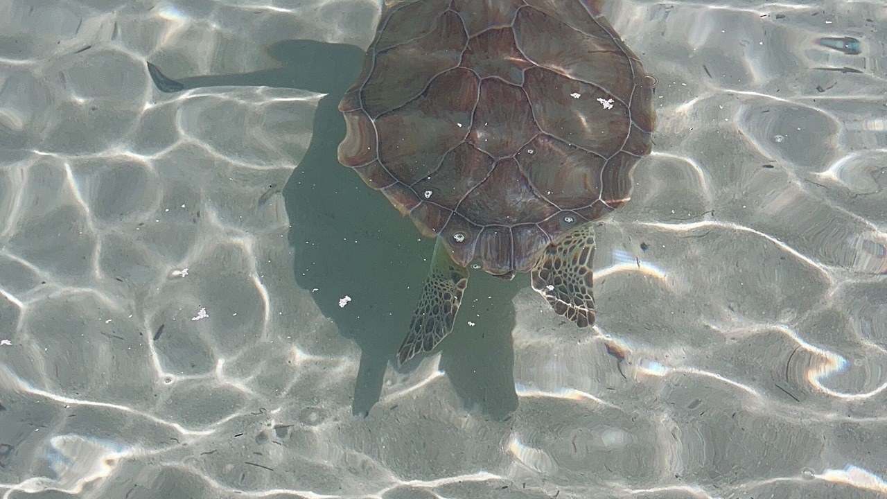 Photo of Others in Treasure Cay