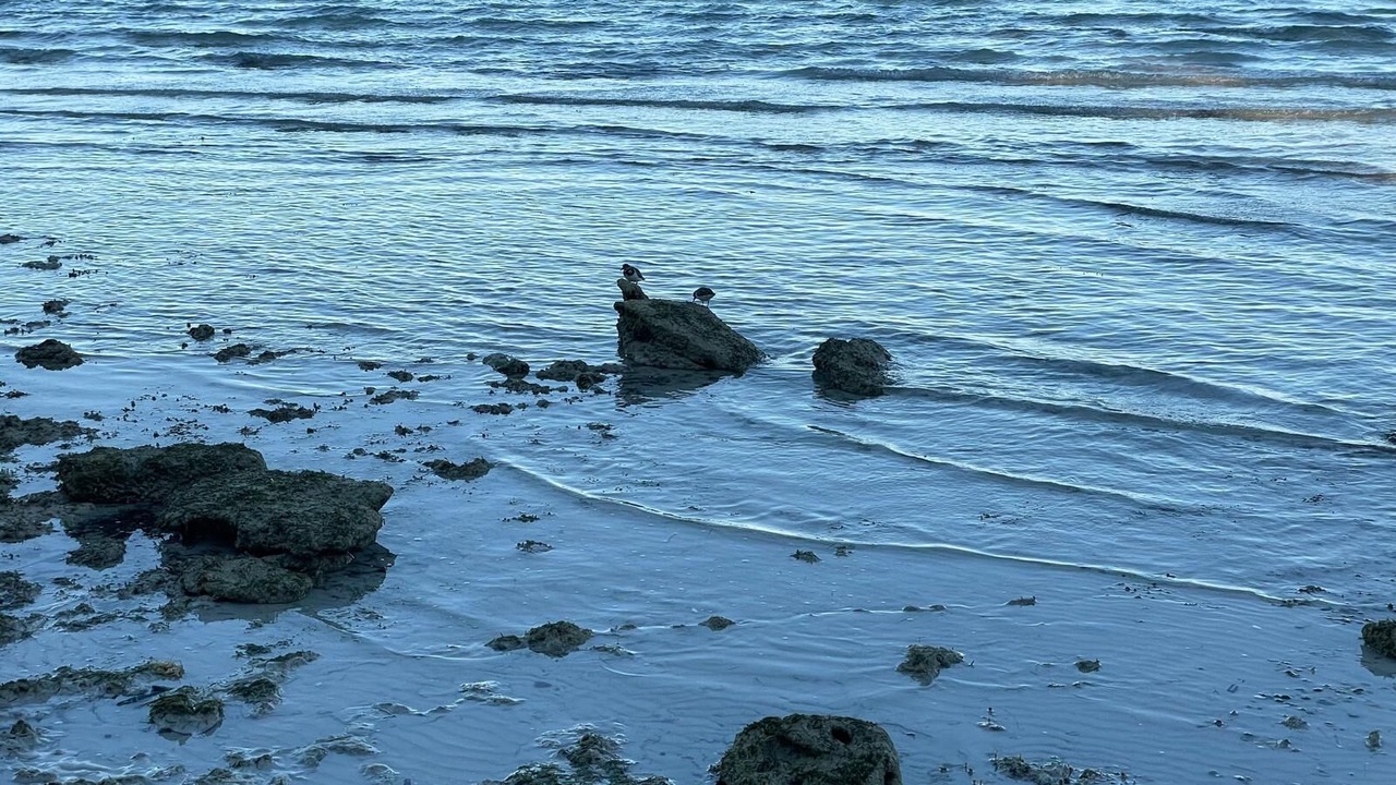 Photo of Others in Tarpum Bay