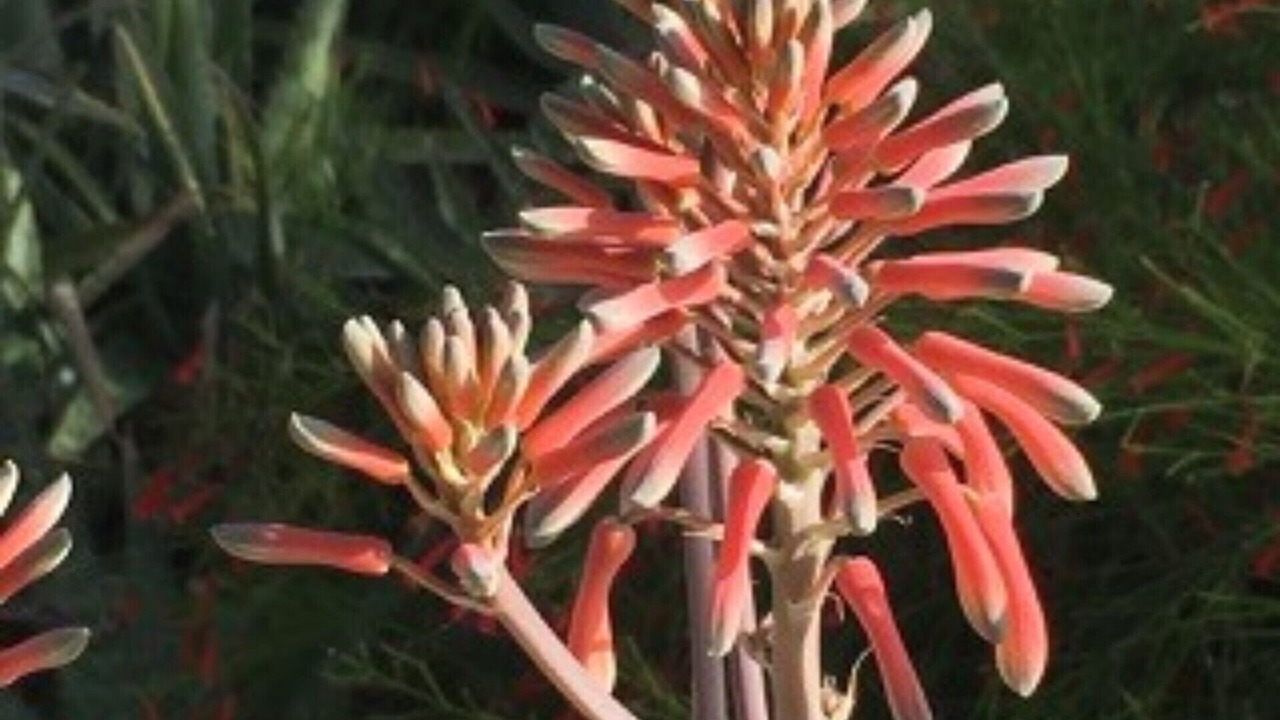 Photo of Outdoor in Man O War Cay