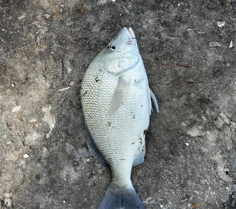 Photo of Others in Savannah Sound