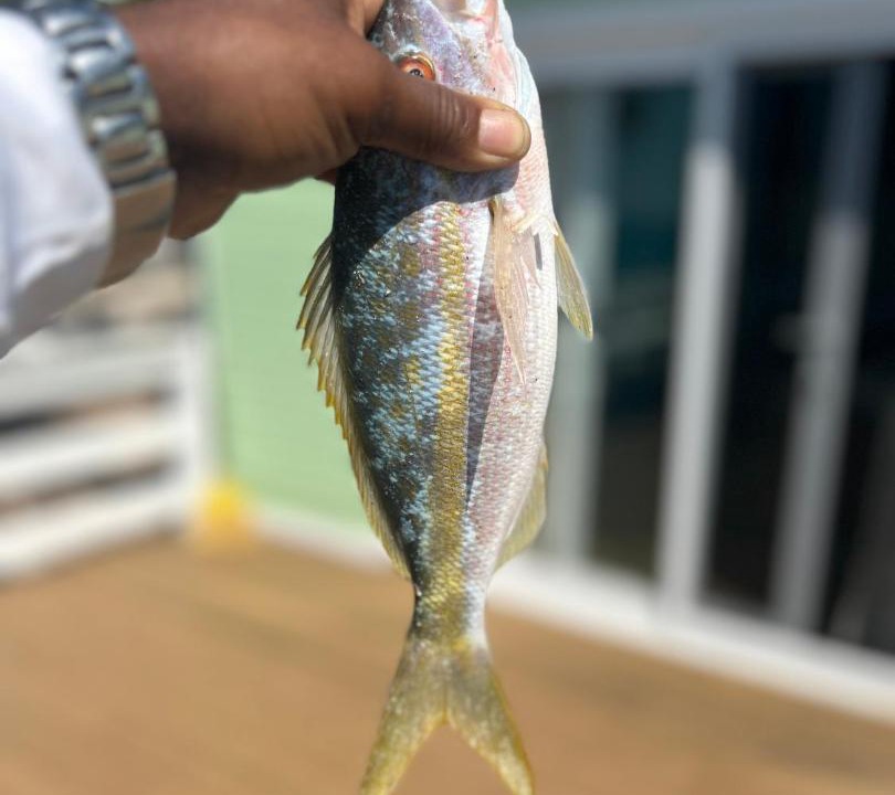Photo of Others in Savannah Sound