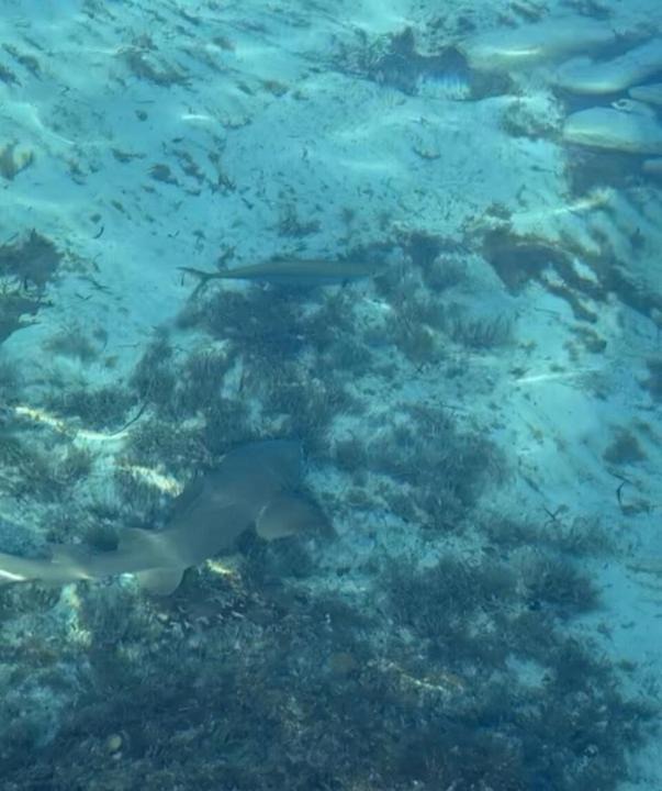 Photo of Others in Savannah Sound