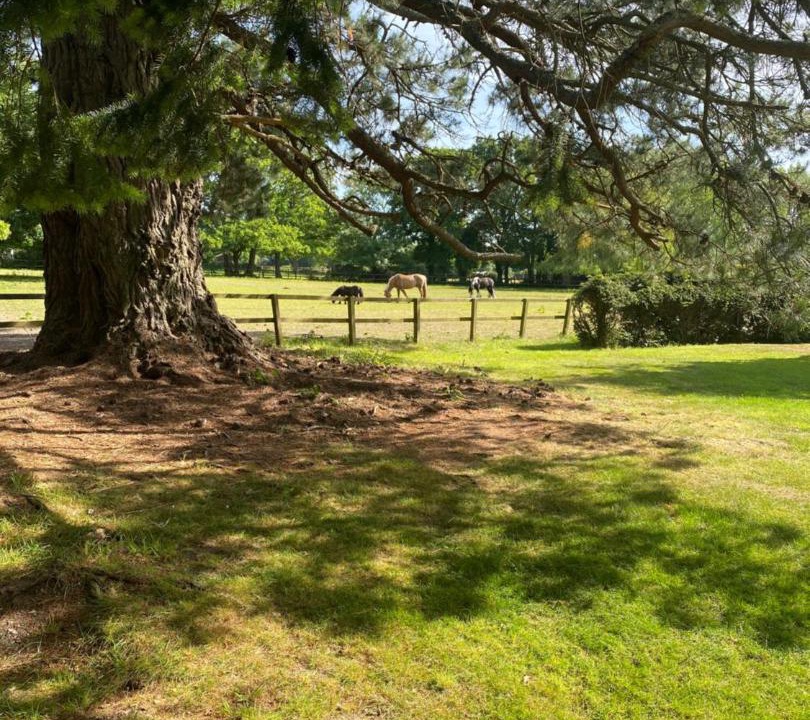 Photo of Others in New Forest District