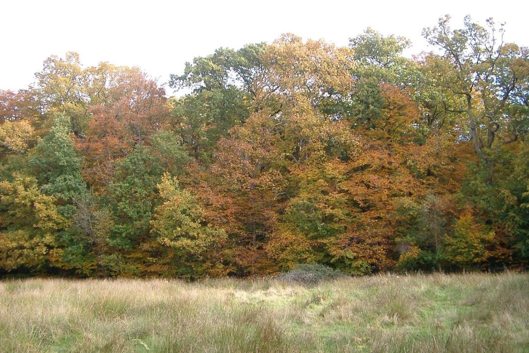 Photo of Outdoor in New Forest District
