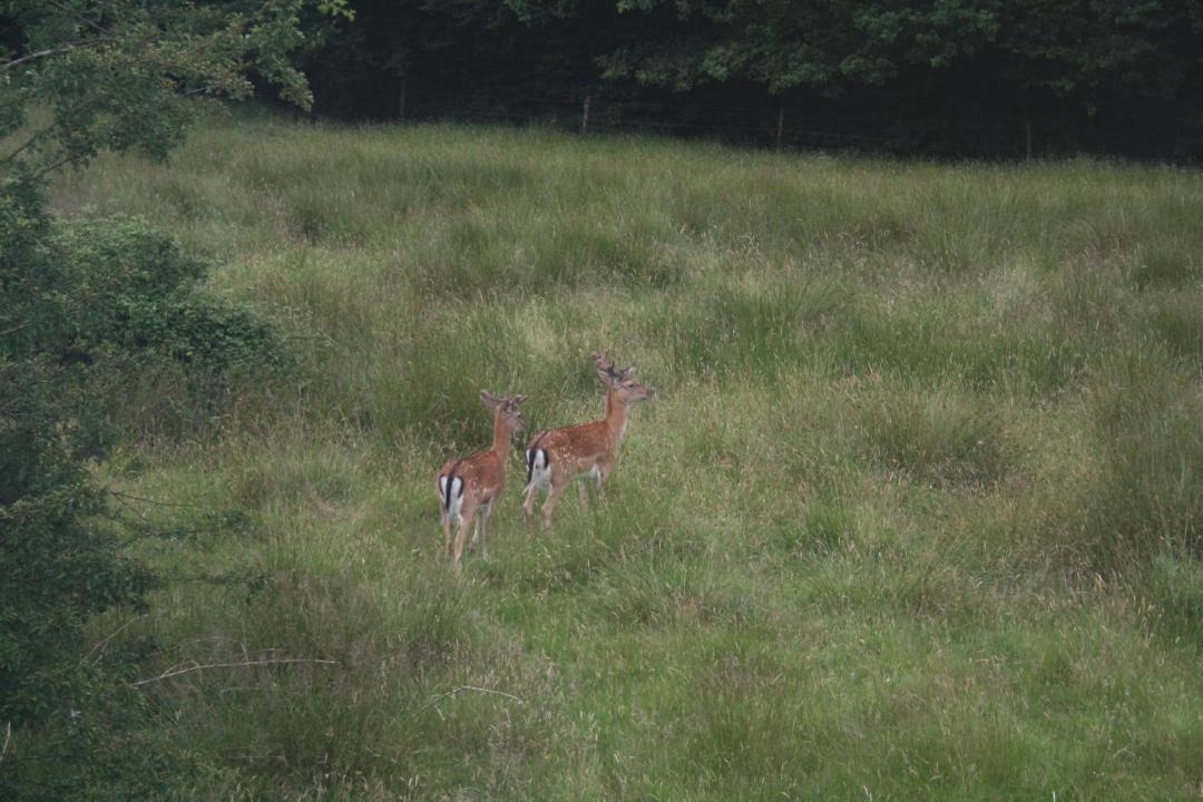 Photo of Outdoor in New Forest District