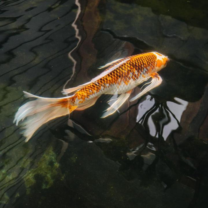 Photo of Others in Kailua-Kona