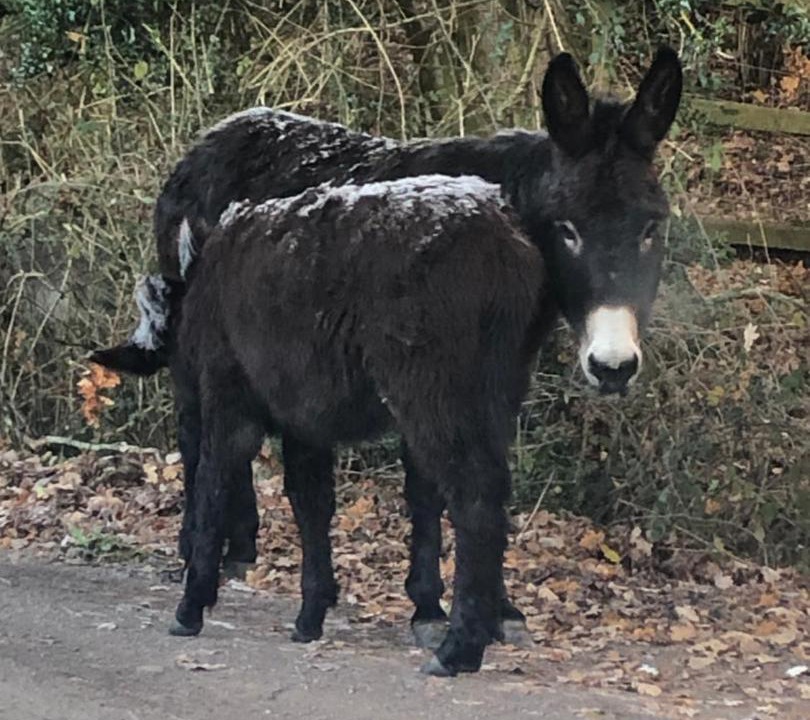 Photo of Others in New Forest District