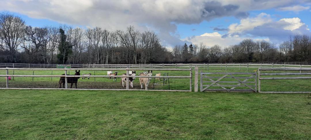 Photo of Others in New Forest District