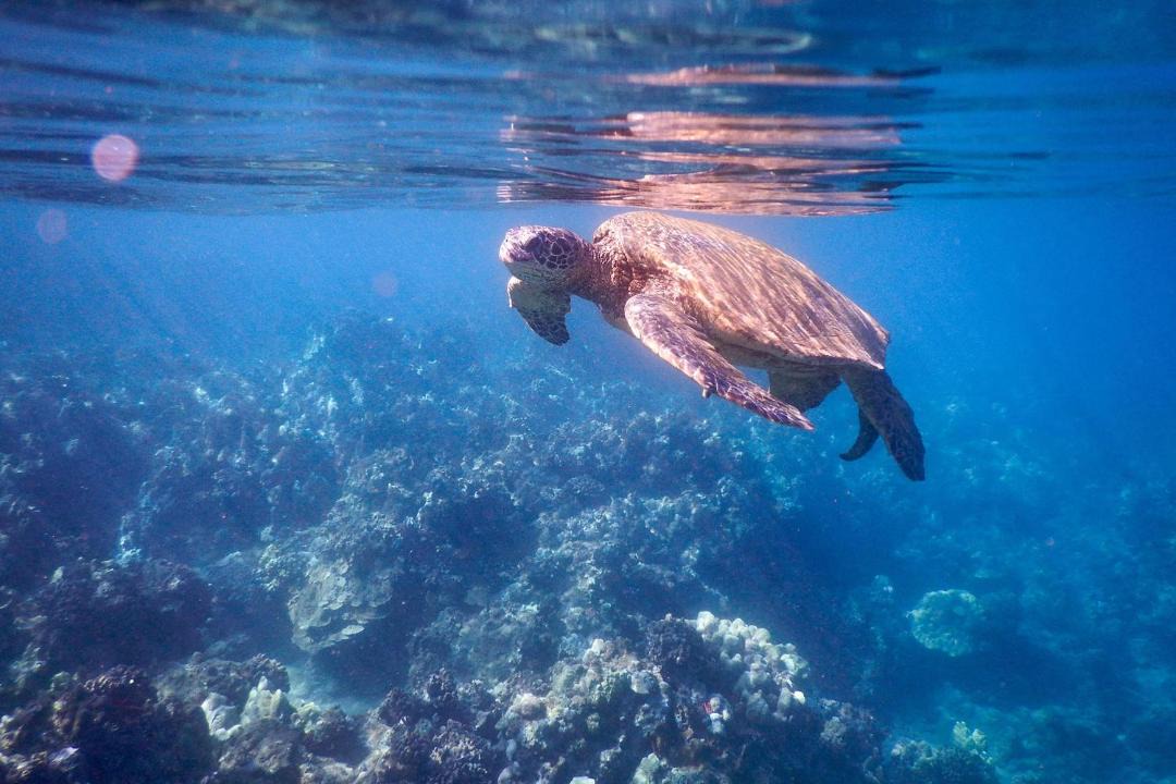 Photo of Others in Kihei