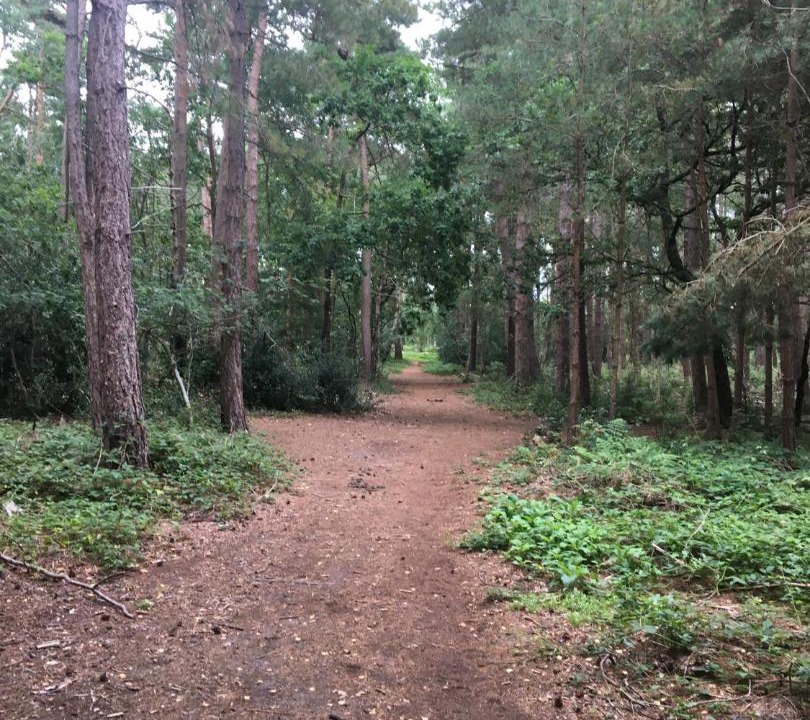 Photo of Others in New Forest District