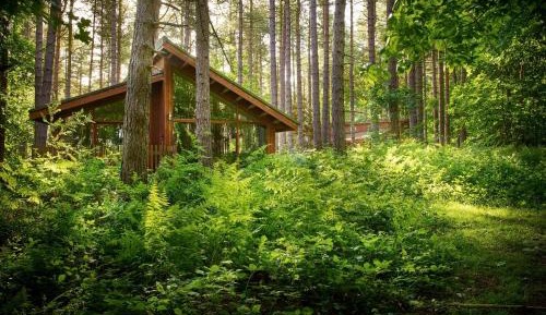 Silver Birch Cabin